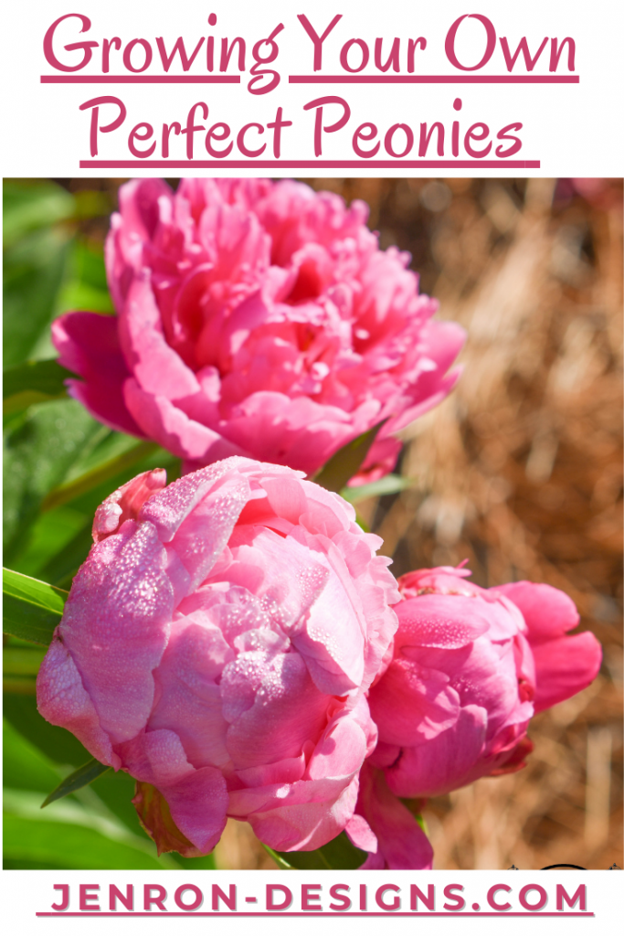 Growing Your Own Perfect Peonies JENRON DESIGNS