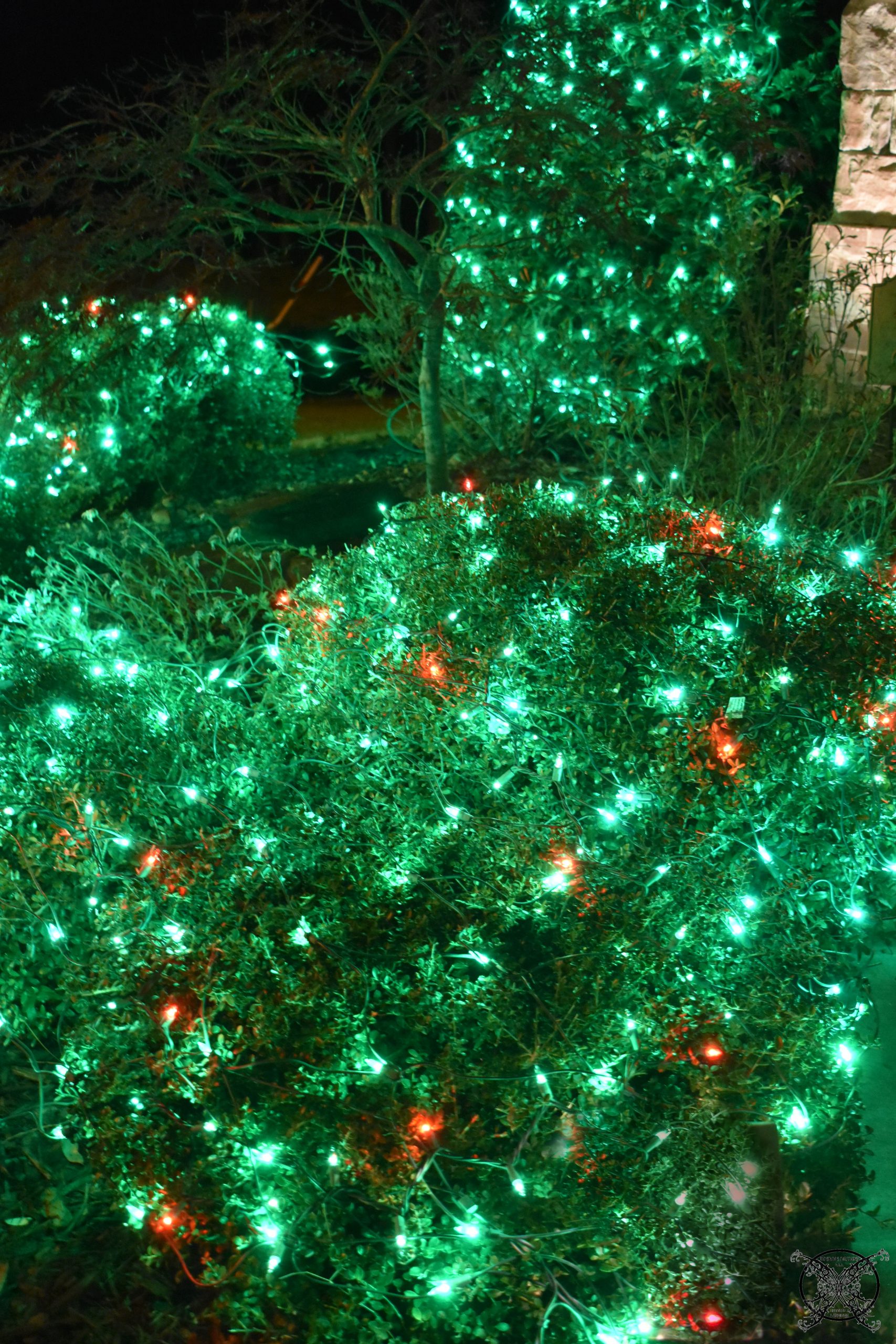 Holly Berry Christmas lights JENRON DESIGNS