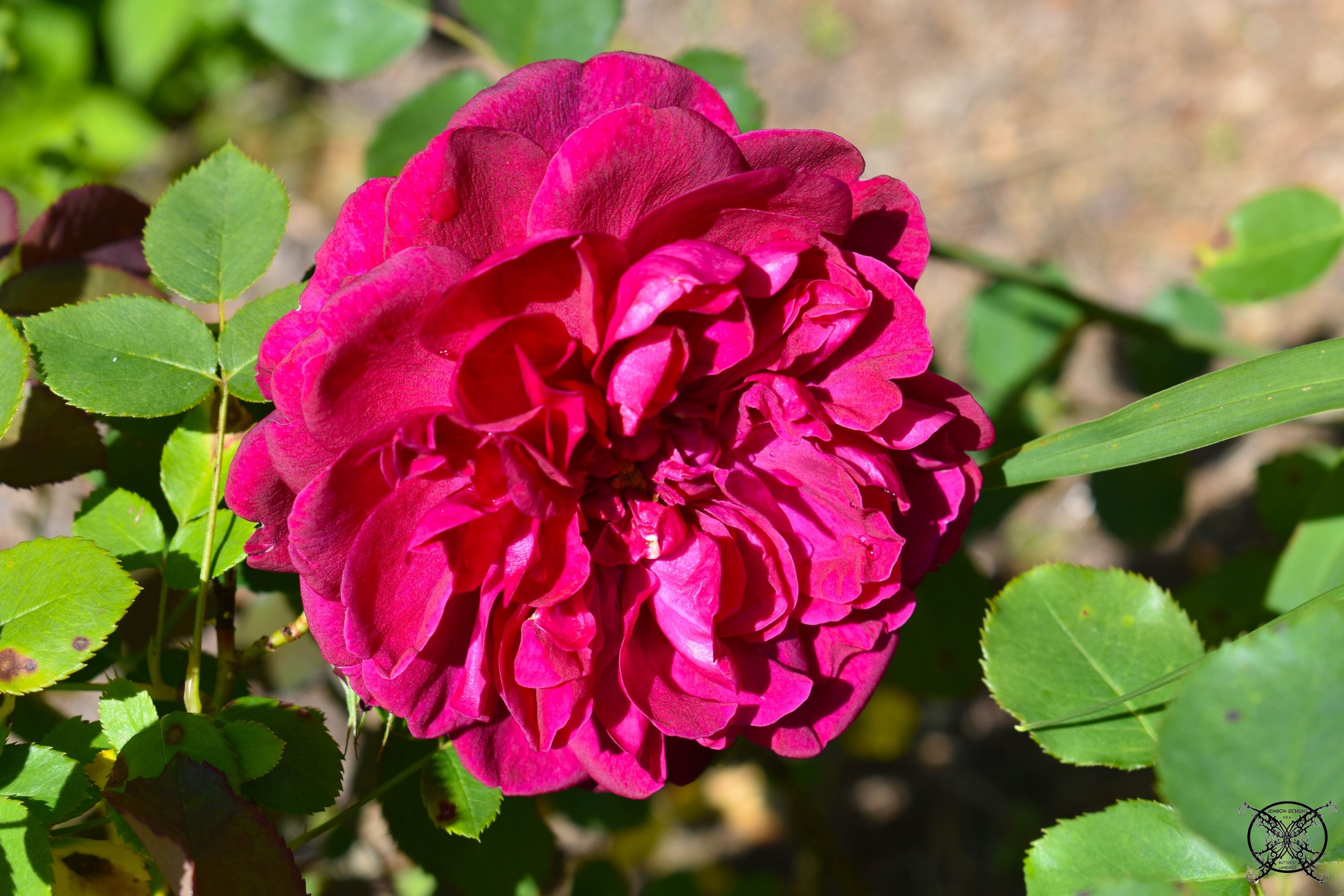 English Rose Garden JENRON DESIGNS 10
