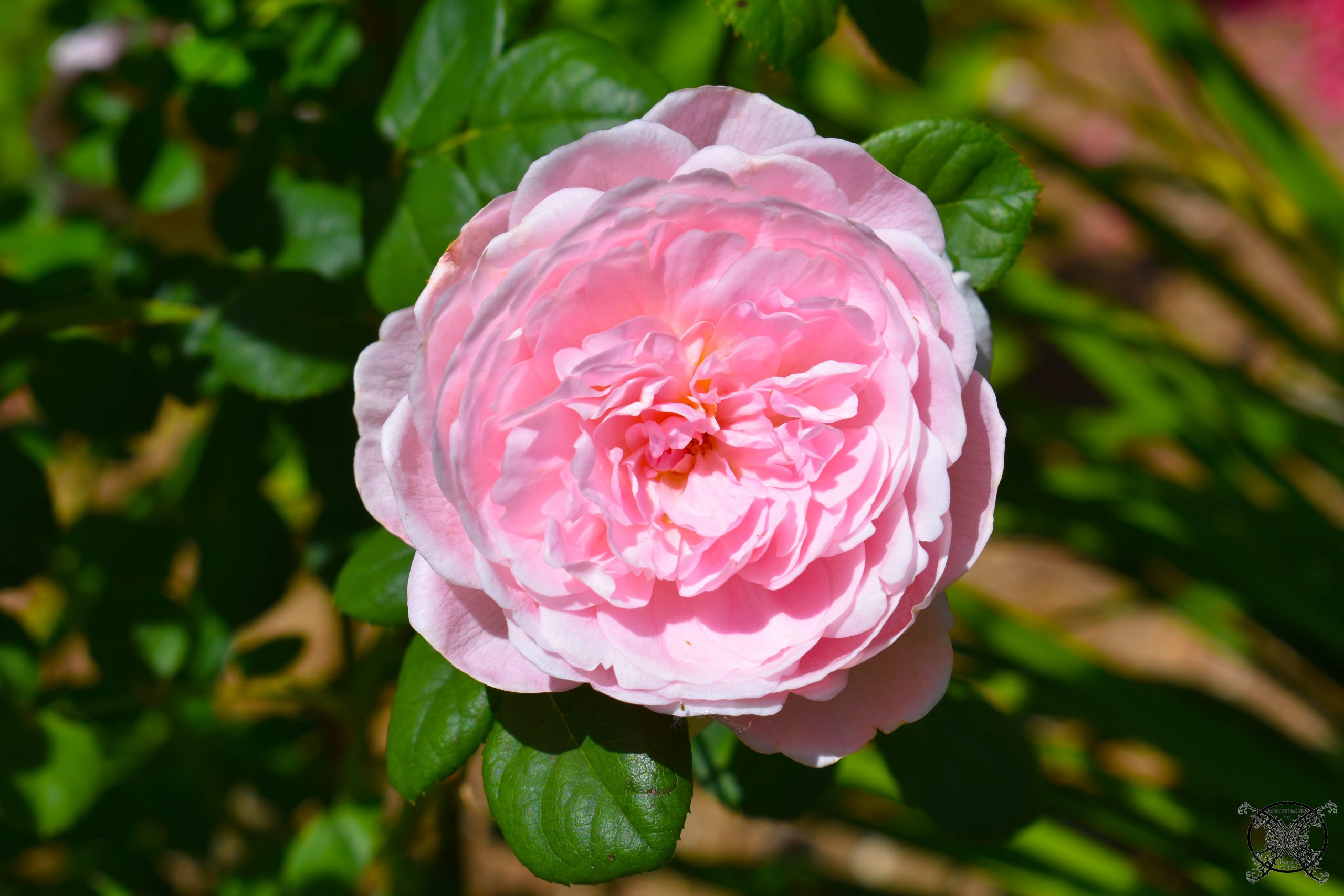 English Rose Garden JENRON DESIGNS 8