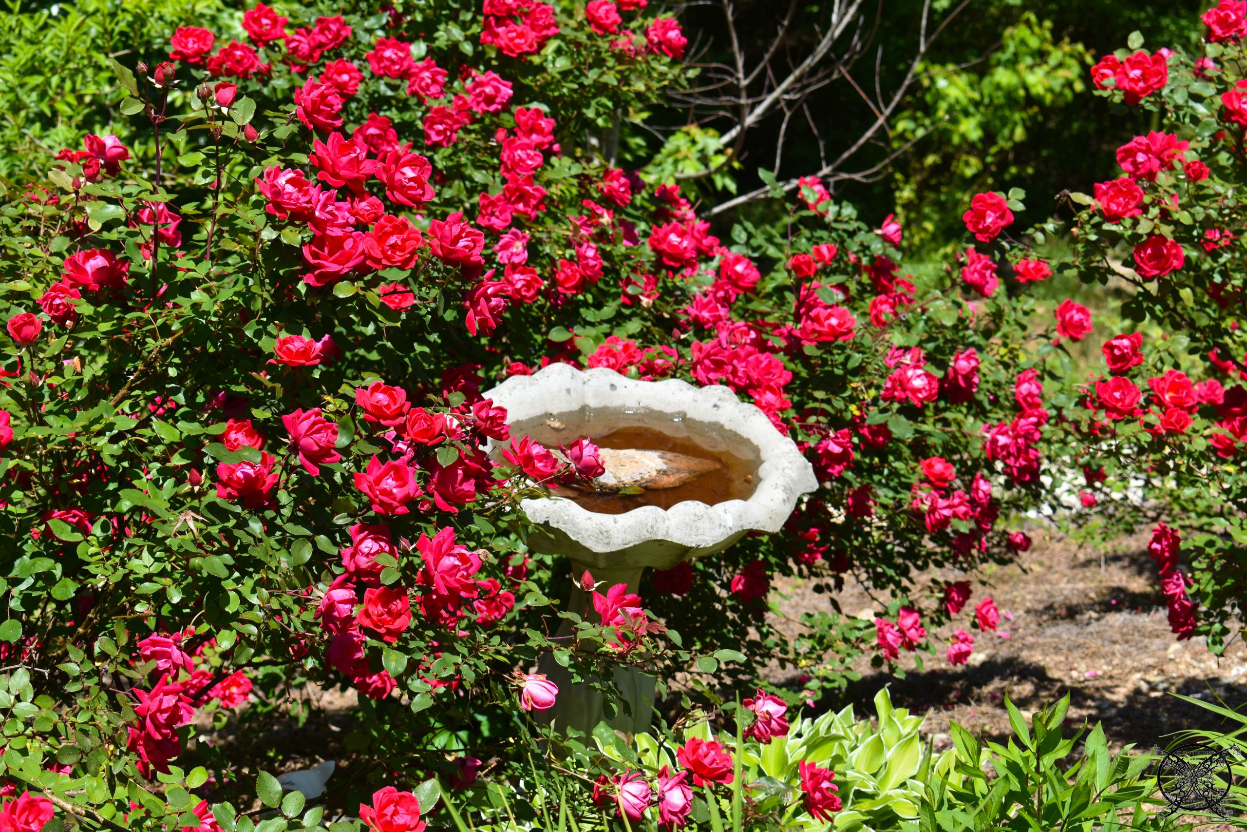 English Rose Garden JENRON DESIGNS